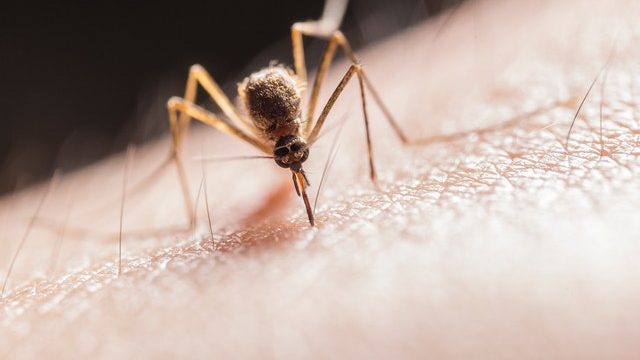 What Is Malaria And How To Prevent It?