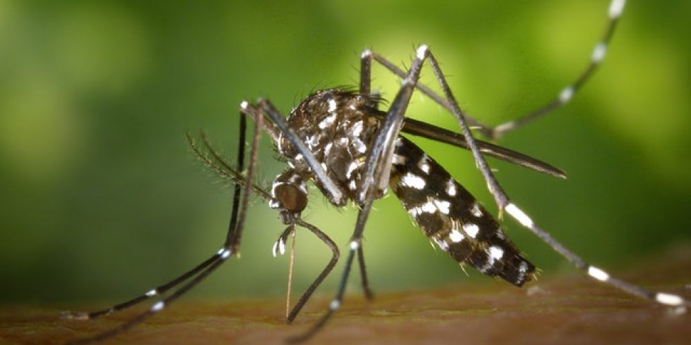 Dengue Fever During Pregnancy