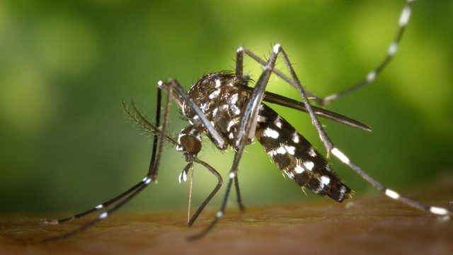 Dengue Fever During Pregnancy