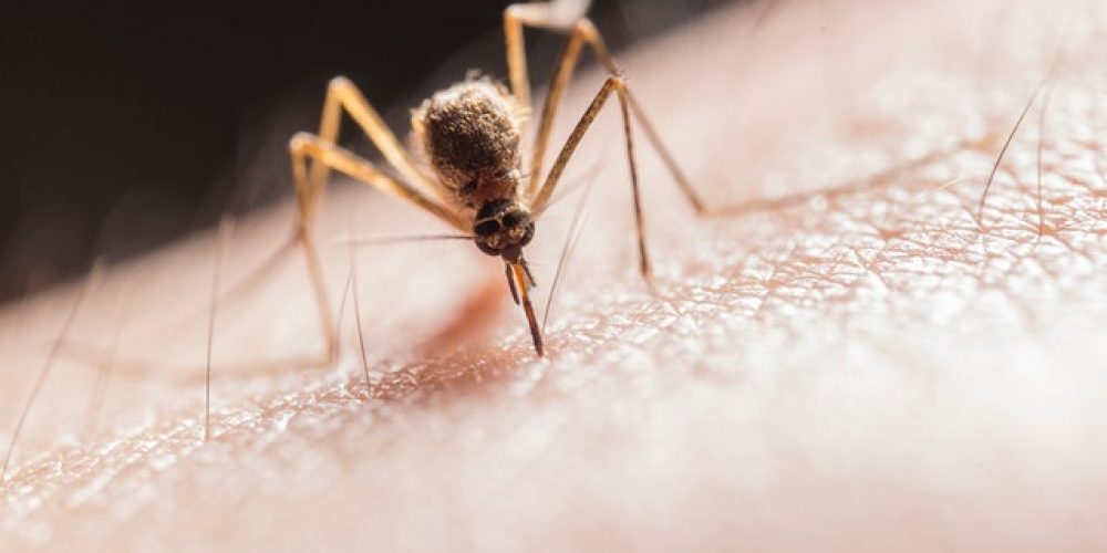What Is Malaria And How To Prevent It?